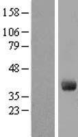 ls055303 gimap4 human over expression lysates nm 018326 wb testing 1