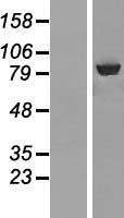 ABCF3 Human Over-expression Lysates NM_018358