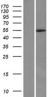 ls055325 ufsp2 human over expression lysates nm 018359 wb testing 1