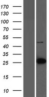 LIN7C Human Over-expression Lysates NM_018362
