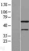 MNS1 Human Over-expression Lysates NM_018365