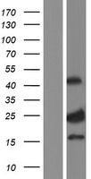 ls055330 cno bloc1s4 human over expression lysates nm 018366 wb testing 1