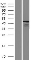 FBXL8 Human Over-expression Lysates NM_018378
