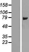 ls055341 lsg1 human over expression lysates nm 018385 wb testing 1