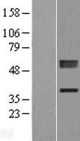 ls055344 plcxd1 human over expression lysates nm 018390 wb testing 1