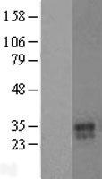 ls055350 vnn3 human over expression lysates nm 018399 wb testing 1