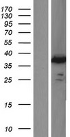 IMPACT Human Over-expression Lysates NM_018439