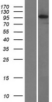 ls055367 lrdd pidd1 human over expression lysates nm 145887 wb testing 1
