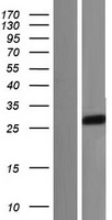 ls055423 sirpg human over expression lysates nm 001039508 wb testing 2