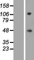 ls055423 sirpg human over expression lysates nm 018556 wb testing 1