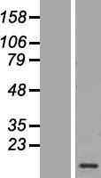 CAMK2N1 Human Over-expression Lysates NM_018584