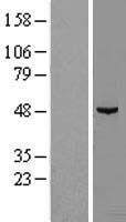 ls055471 ndufaf7 human over expression lysates nm 144736 wb testing 1