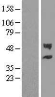 ls055501 chst12 human over expression lysates nm 018641 wb testing 1