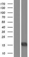 BATF3 Human Over-expression Lysates NM_018664