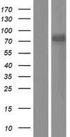 ls055510 ddx43 human over expression lysates nm 018665 wb testing 1