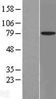 ACCN4 (ASIC4) Human Over-expression Lysates NM_182847