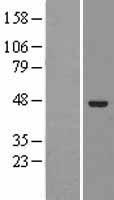 ELAC1 Human Over-expression Lysates NM_018696