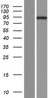 RNF98 (TRIM36) Human Over-expression Lysates NM_018700