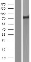ls055527 fem1a human over expression lysates nm 018708 wb testing 1