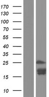 Kallikrein 15 (KLK15) Human Over-expression Lysates NM_138563