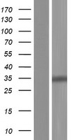 GALNT10 Human Over-expression Lysates NM_017540
