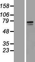 GALNT10 Human Over-expression Lysates NM_198321