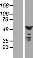 C2ORF29 (CNOT11) Human Over-expression Lysates NM_017546