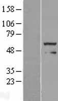 ls055572 foxred1 human over expression lysates nm 017547 wb testing 1