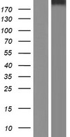 Stabilin 2 (STAB2) Human Over-expression Lysates NM_017564