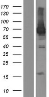 ls055593 otud5 human over expression lysates nm 017602 wb testing 4