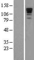 ls055607 neurabin 1 ppp1r9a human over expression lysates nm 017650 wb testing 1