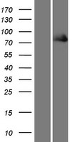 Kindlin (FERMT1) Human Over-expression Lysates NM_017671