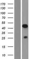 Protor 1 (PRR5) Human Over-expression Lysates NM_001017528