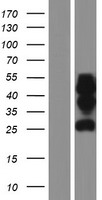 ls055615 protor 1 prr5 human over expression lysates nm 181333 wb testing 4