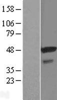 STAP2 Human Over-expression Lysates NM_001013841