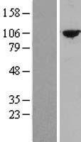 TTC27 Human Over-expression Lysates NM_017735