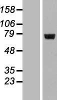 ls055631 lrrc40 human over expression lysates nm 017768 wb testing 1