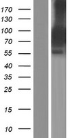 Syntabulin (SYBU) Human Over-expression Lysates NM_001099756