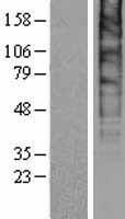 ls055652 slc48a1 human over expression lysates nm 017842 wb testing 1