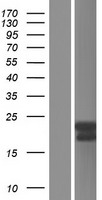 ls055653 bcas4 human over expression lysates nm 001010974 wb testing 1