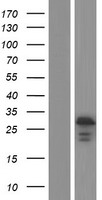 ls055653 bcas4 human over expression lysates nm 198799 wb testing 2