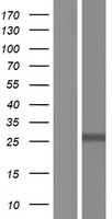 TMEM127 Human Over-expression Lysates NM_017849
