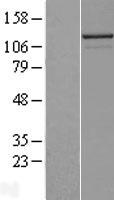 NALP2 (NLRP2) Human Over-expression Lysates NM_017852