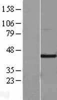 HIF1AN Human Over-expression Lysates NM_017902