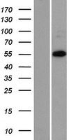 ZNF446 Human Over-expression Lysates NM_017908