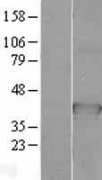 CDC37L1 Human Over-expression Lysates NM_017913
