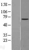 ls055666 npl4 nploc4 human over expression lysates nm 017921 wb testing 1