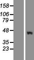 RUFY2 Human Over-expression Lysates NM_001042417