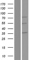 RUFY2 Human Over-expression Lysates NM_017987