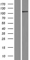 ls055681 scyl2 human over expression lysates nm 017988 wb testing 1